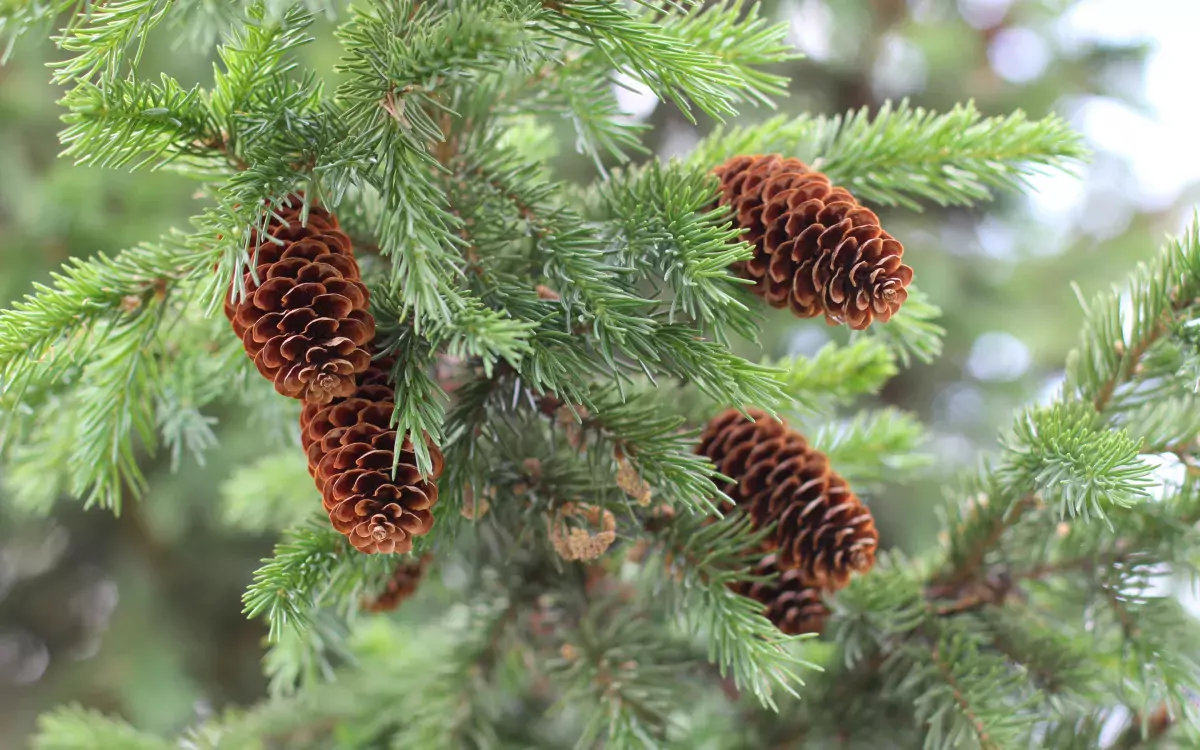 Identify trees Western Canada pine or spruce