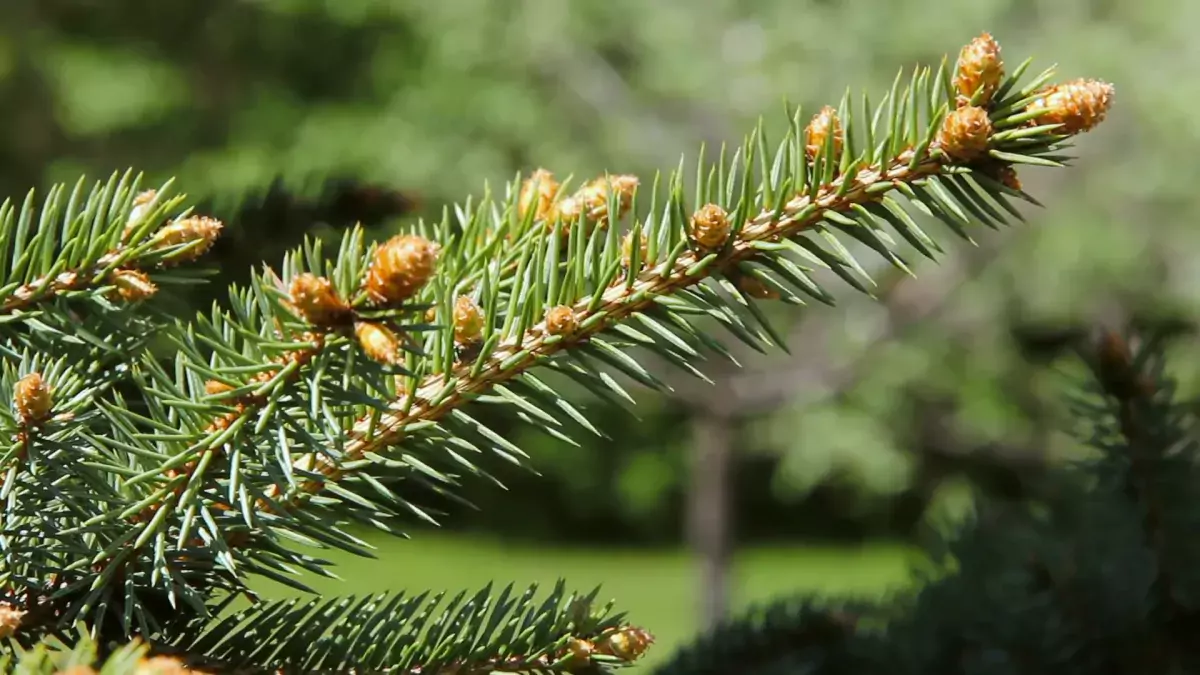 How to identify Western Canada trees: Pine or spruce