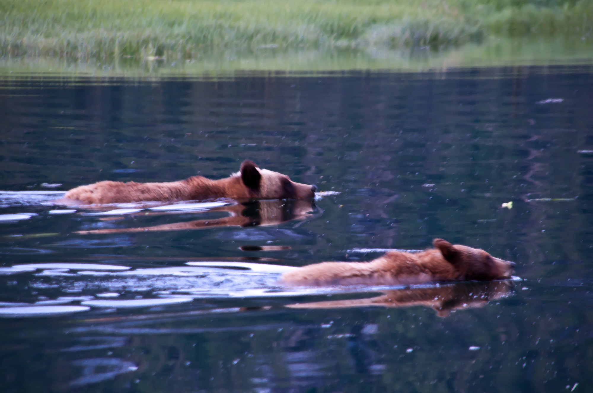 Into the lair of the Great Bear | ZenSeekers