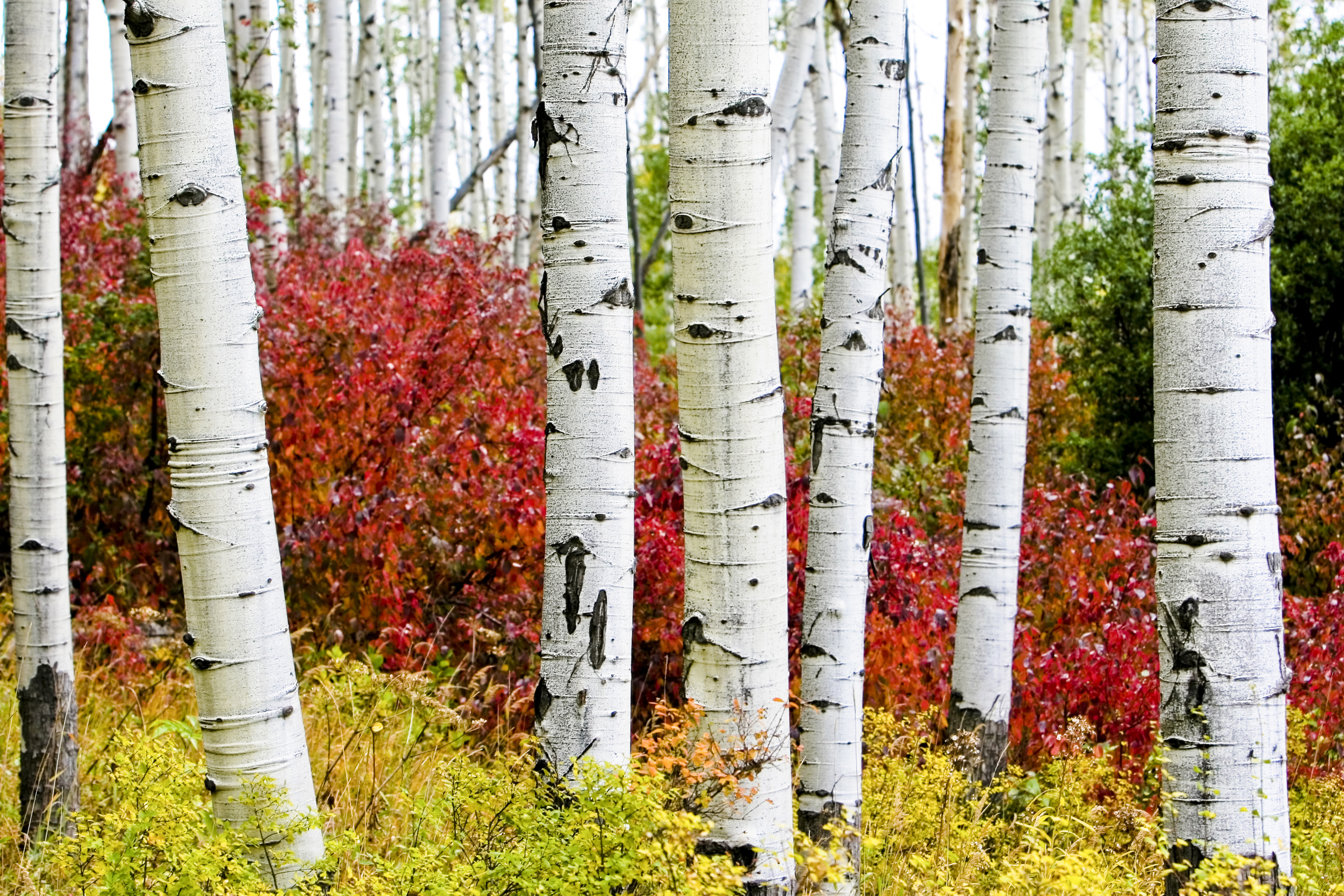 Осины лес. Осина (Populus tremula). Осина Сибирская. Осина Лесная. Осиновый лес в Ульяновске.