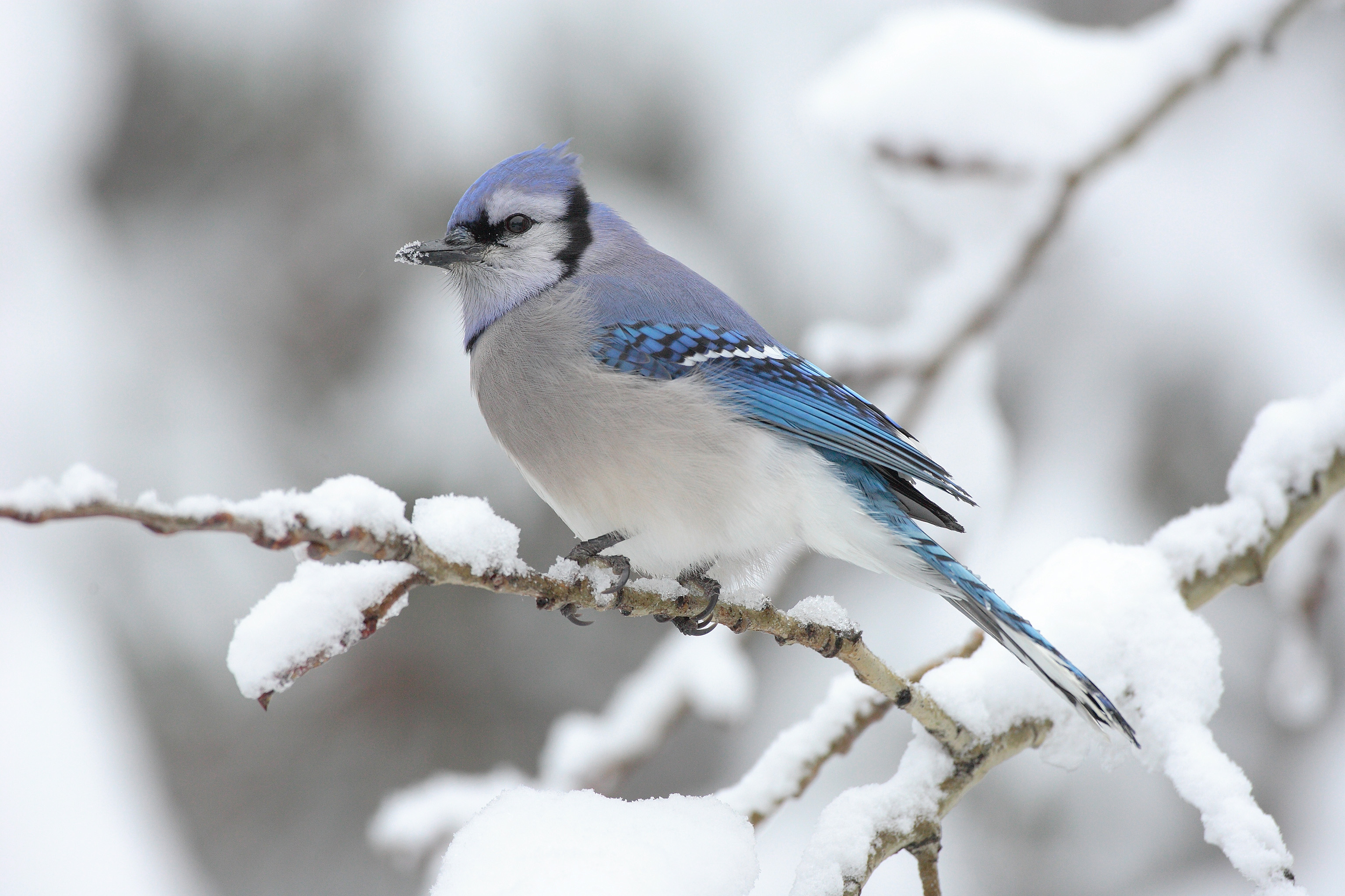 5 birds that love Canadian winters, Articles