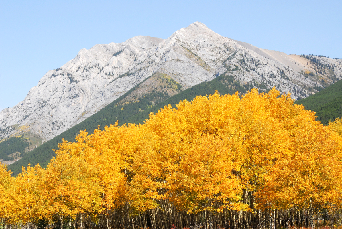 Tell the Difference Between Spruce and Pine Trees - Casey Trees