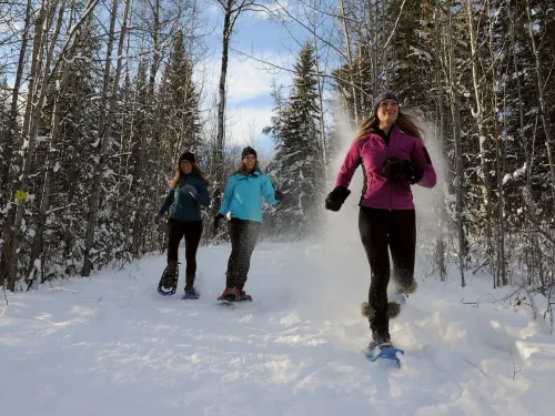 Wapiti snowshoeing Alberta