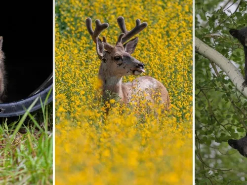 A fox (left) buck (middle) and a bear (right)