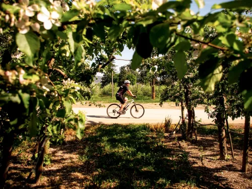 Kelowna cycling vineyards 