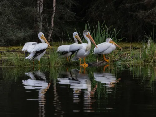 Lac La Biche birding Paul Lavoie ZenSeekers