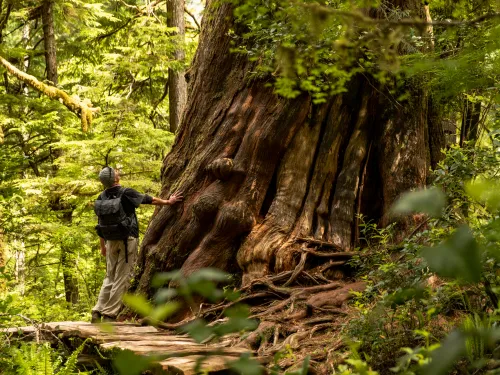 Old growth tree on Meares Island, Tla-o-qui-aht Tribal Parks