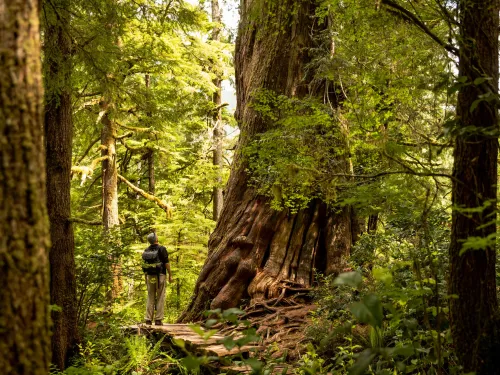 BIg Tree Trail Meares Island BC Kyler Vos