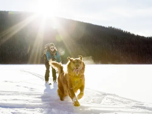 Winter 2024 weather forecast skier and dog