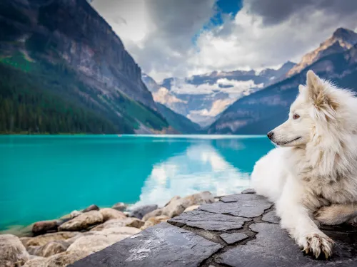 A white dog sits on some rocks enjoying the alpine lake and mountain view