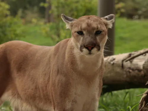 Cougar in forest