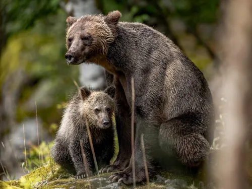 Black bear and cub in B.C.