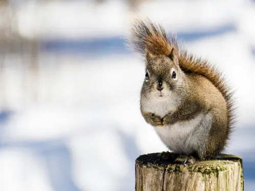 Squirrel in winter with bushy tale