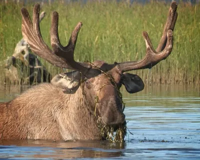 Moose