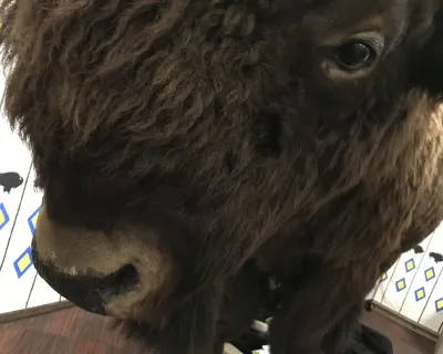 Head Smashed in Buffalo Jump