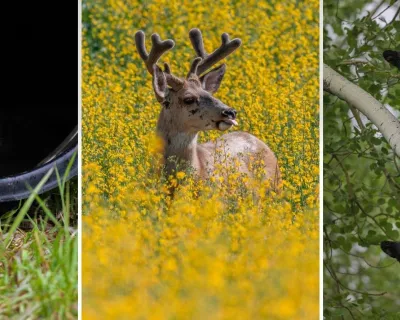 A fox (left) buck (middle) and a bear (right)