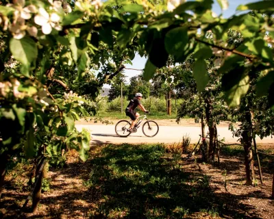 Kelowna cycling vineyards 