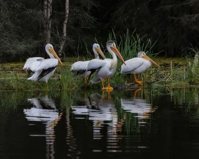 Lac La Biche birding Paul Lavoie ZenSeekers