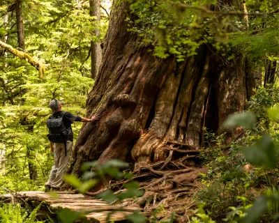 Old growth tree on Meares Island, Tla-o-qui-aht Tribal Parks