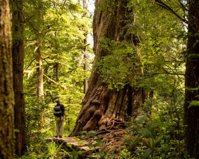 BIg Tree Trail Meares Island BC Kyler Vos