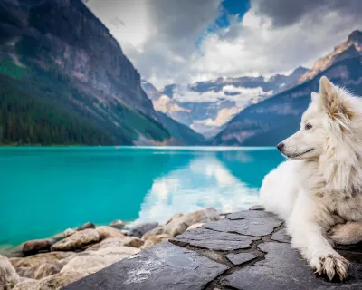 A white dog sits on some rocks enjoying the alpine lake and mountain view