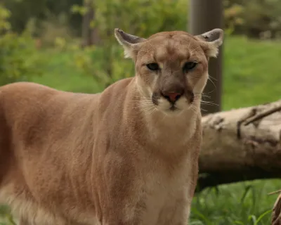 Cougar in forest