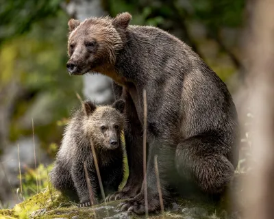 Black bear and cub in B.C.