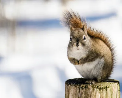 Squirrel in winter with bushy tale