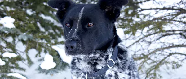 Kootenay dog portrait