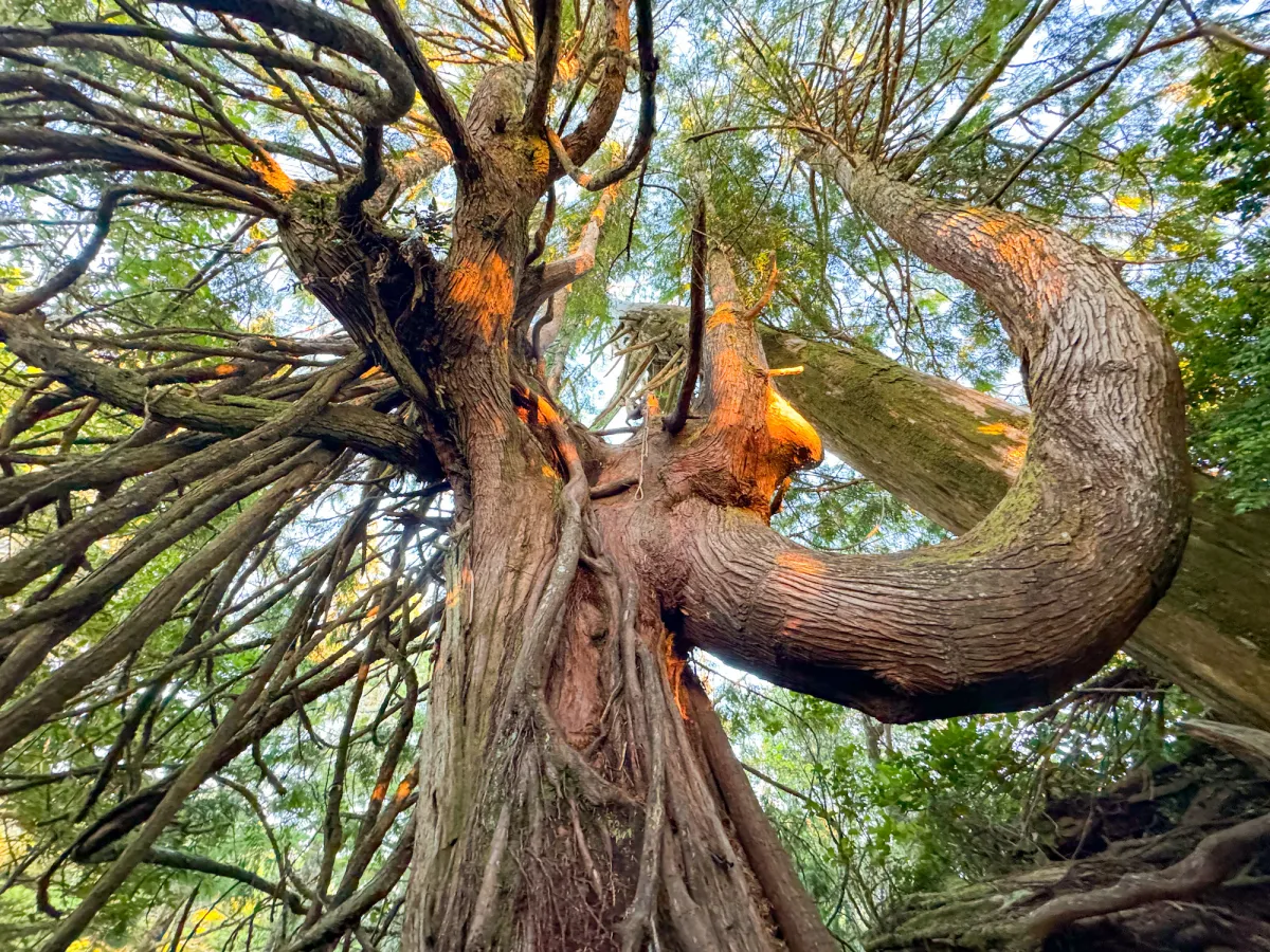 Tofino tree Gisele Martin