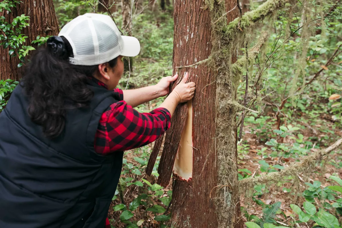 Tin Wis Resort Tofino BC cedar harvest