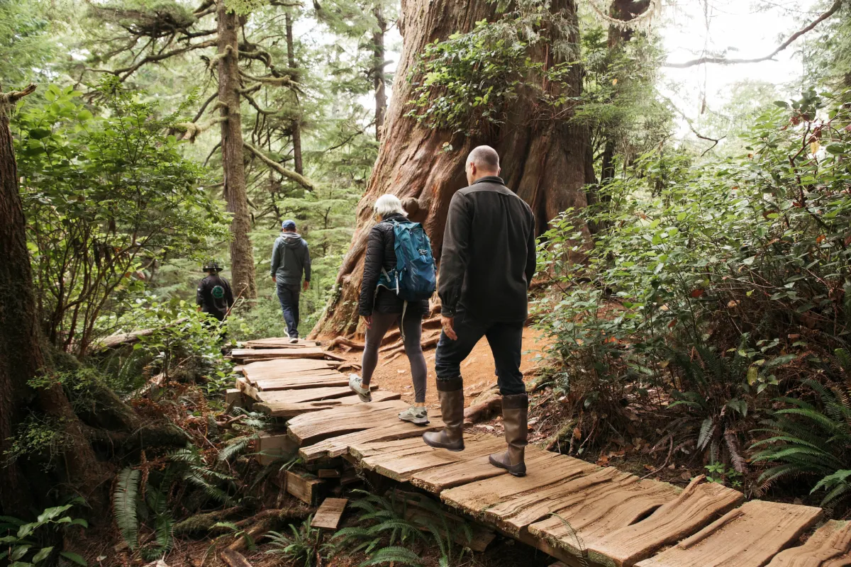 Big Tree Trail Tofino Tla-o-qui-aht Nation