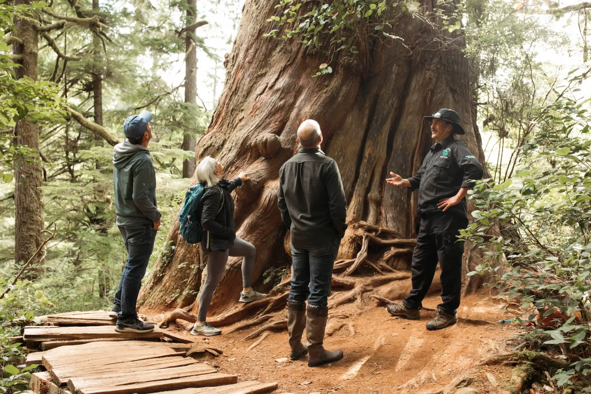 Big Tree Trail Tofino Tla-o-qui-aht Nation