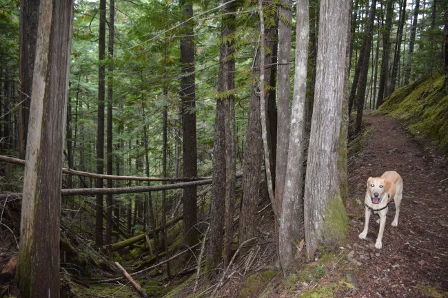 Nakusp