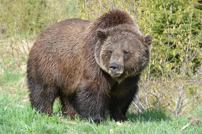 Boo the grizzly, at Kicking Horse Mountain Resort