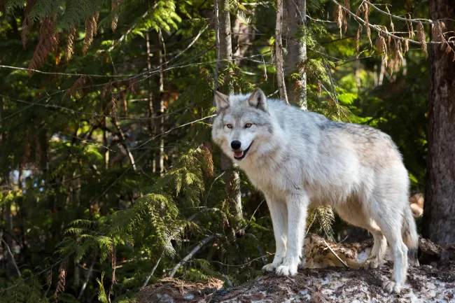 Wolf looking at the photographer, Northern Lights Wildlife Wolf Centre, Golden BC