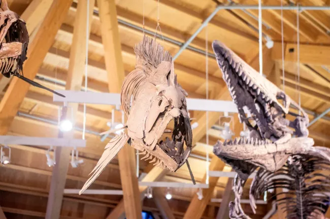 Dinosaurs