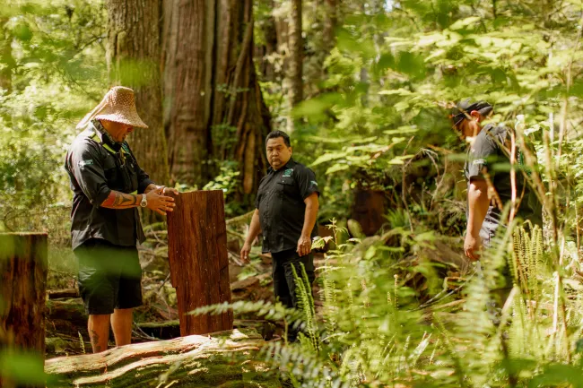 Tla-o-qui-aht Tribal Parks guardians work on forest conservation on Meares Island, BC