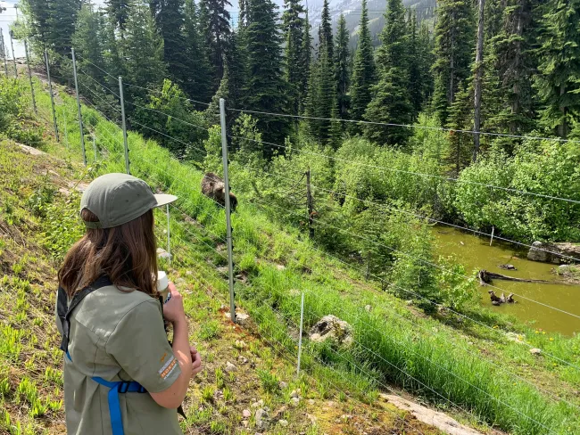 Boo strolling by his enclosure as visitors watch on the mountain at Kicking Horse