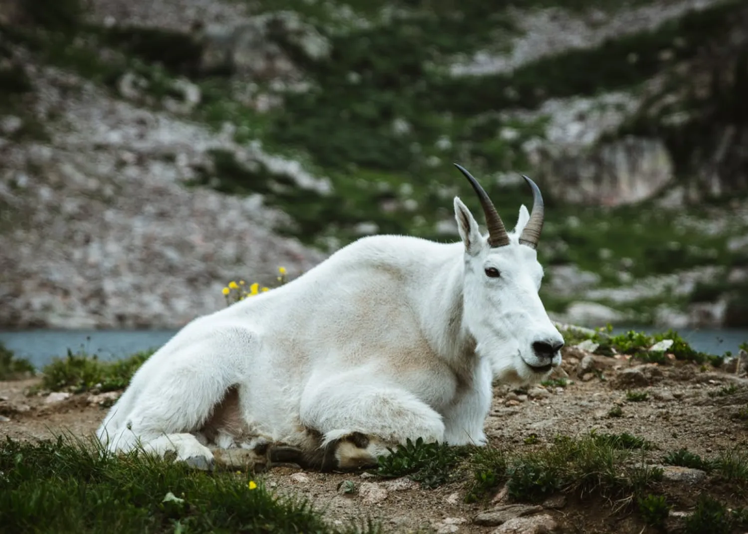 mountain goat