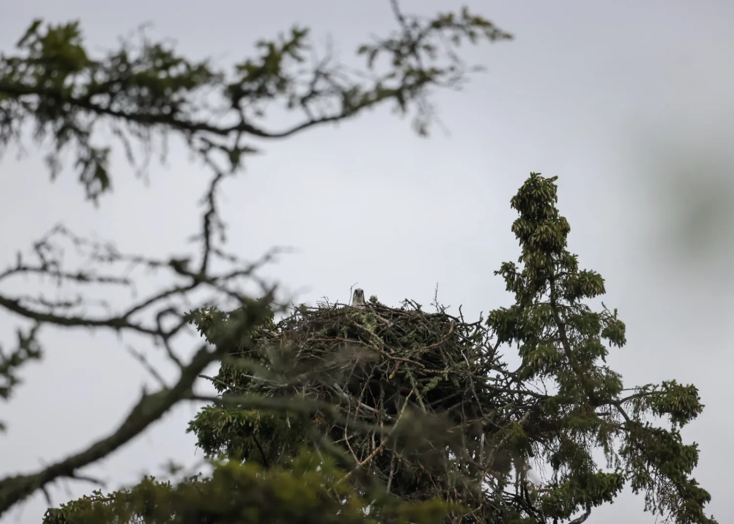 Osprey nest Sir Winston Churchill Provincial Park Lac La BIche Alberta Paul Lavoie
