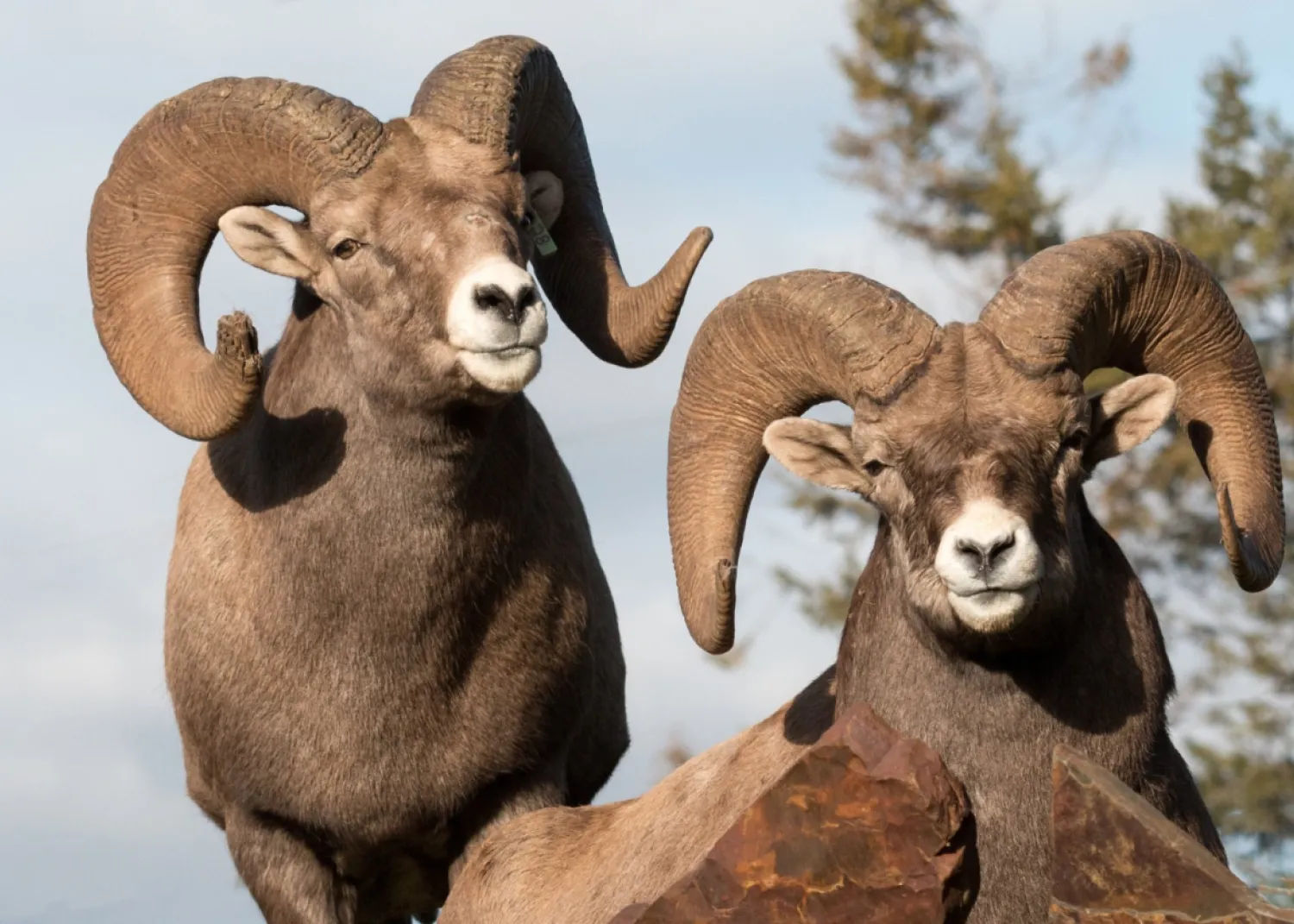 Rocky Mountain big horn sheep