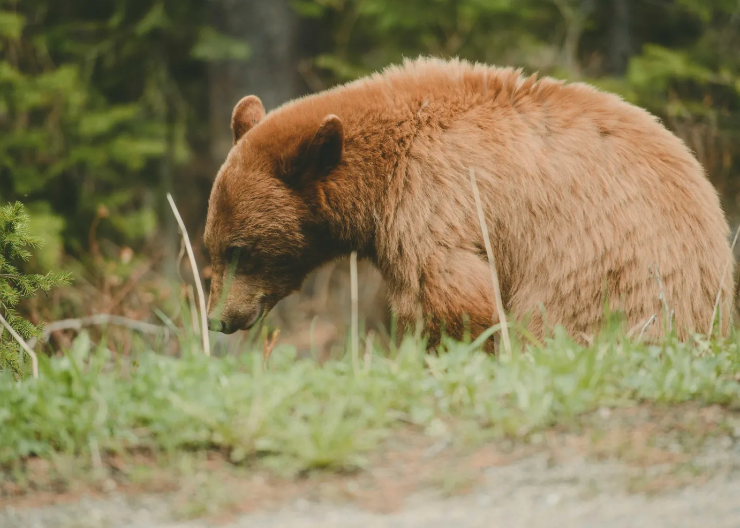 Black Bear grazing in meadow