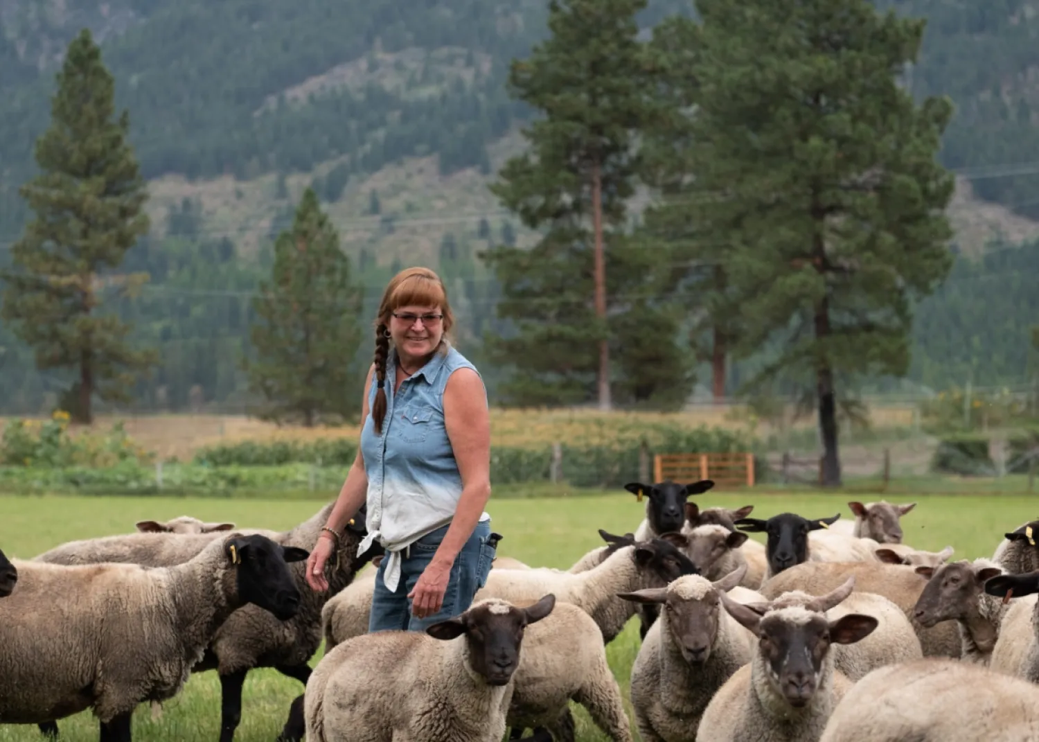 domestic sheep herd