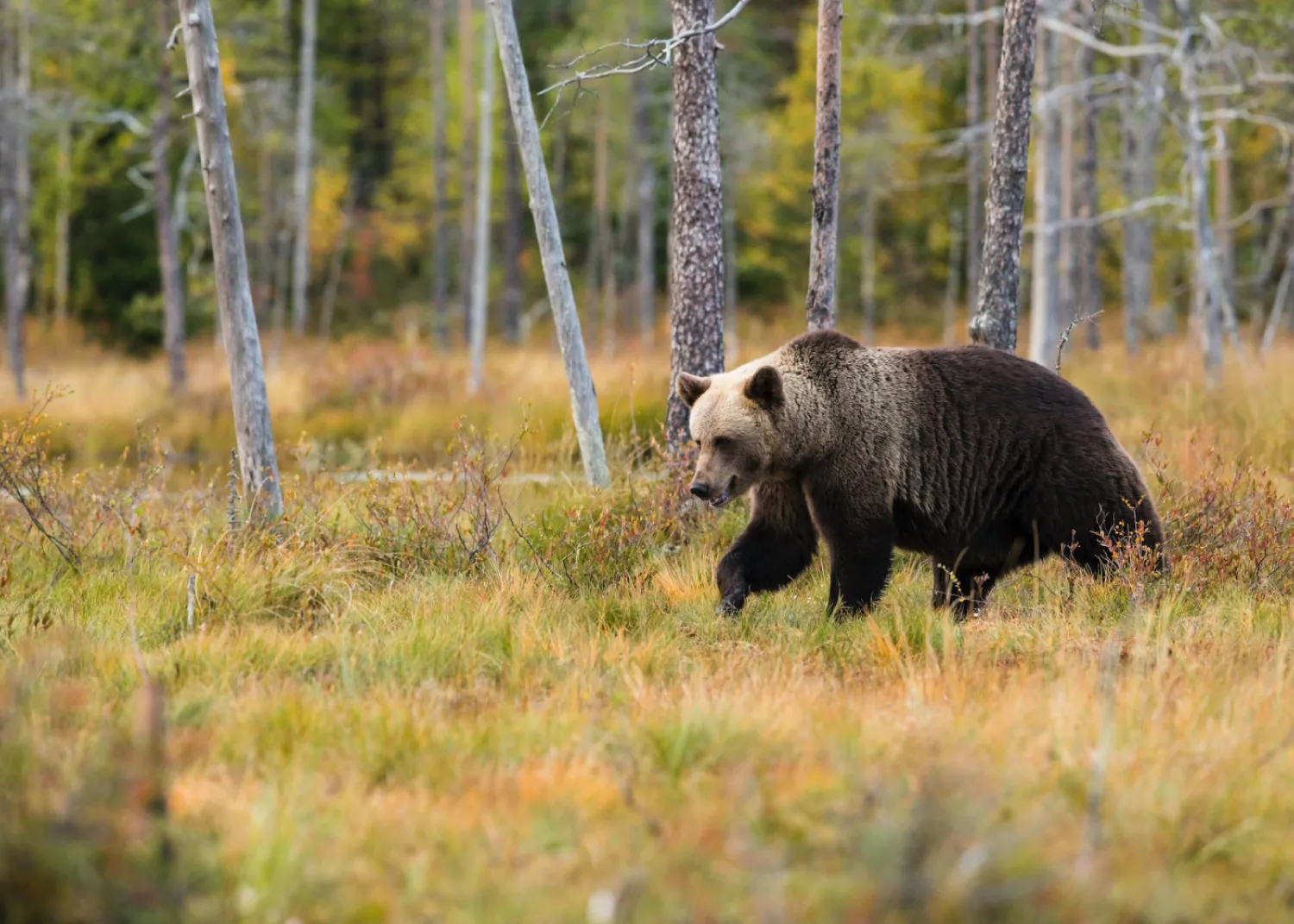 Grizzly bear in meadow