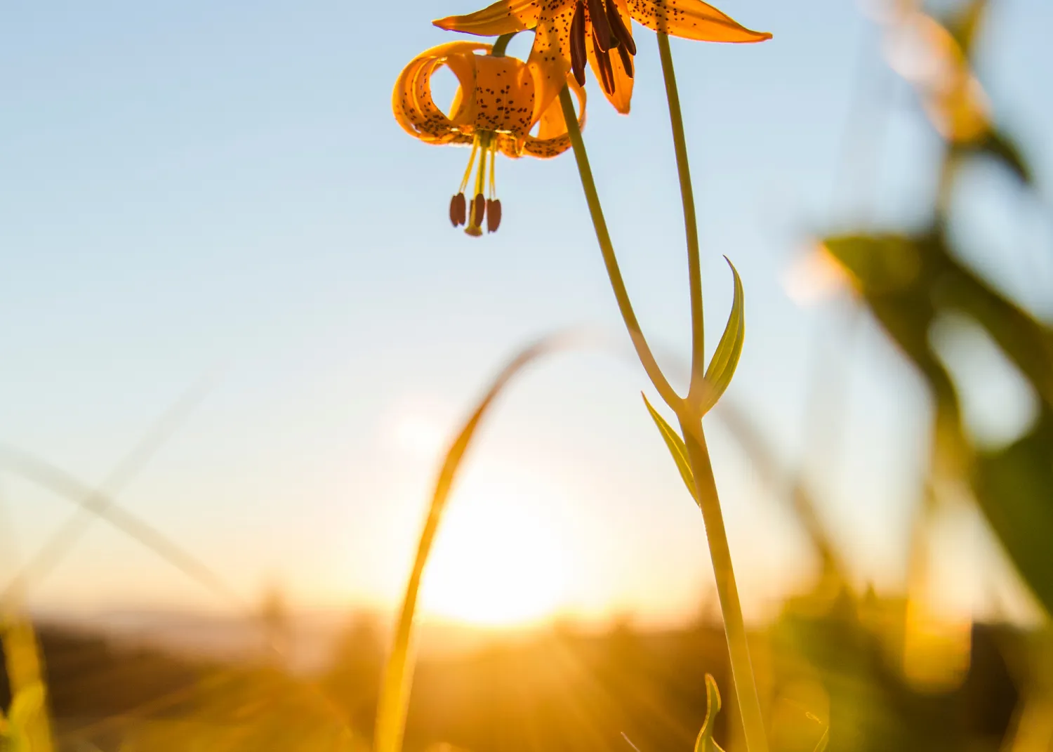 Common lily