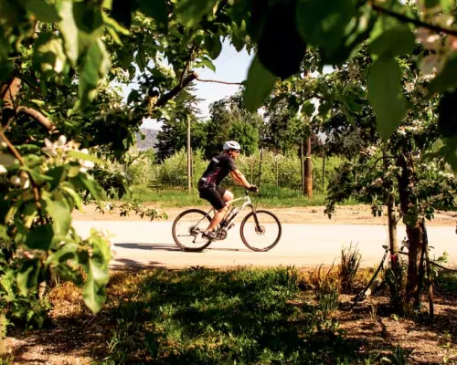 Kelowna cycling vineyards 
