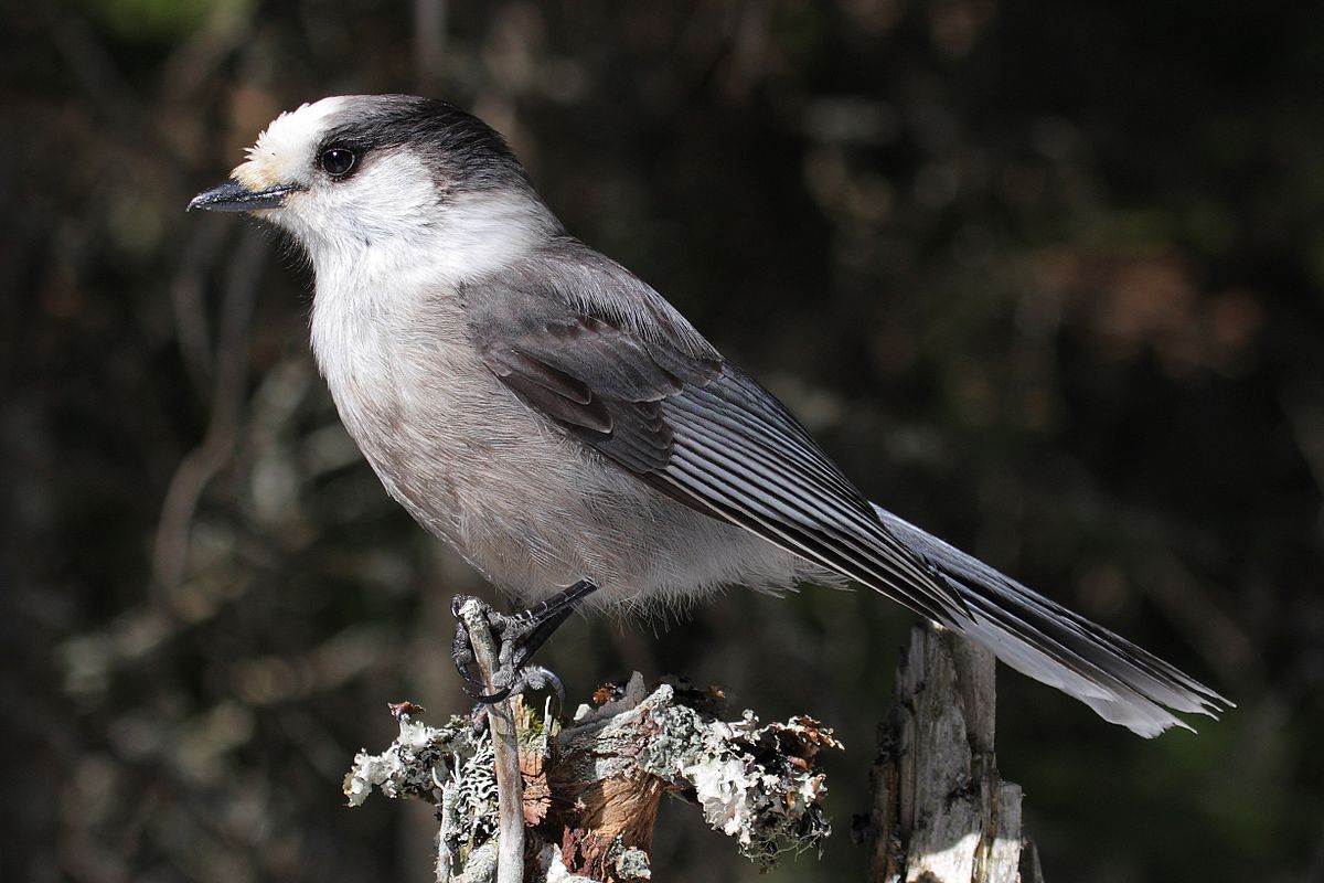 5 birds that love Canadian winters, Articles